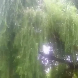 плакучая ива