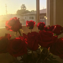 Red rose (С dorian)