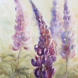 lupine fields (she is offline)