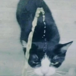 www