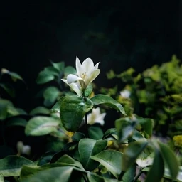 Project_211/biology