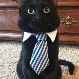 meow