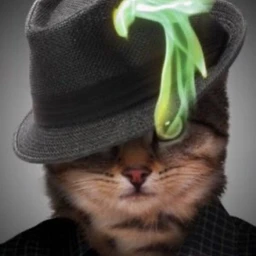 swagcat