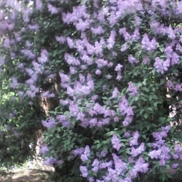 liliowy garden Ода цветам 鲜花颂