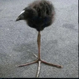 архивчиксиванзолик