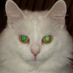 same eyes
