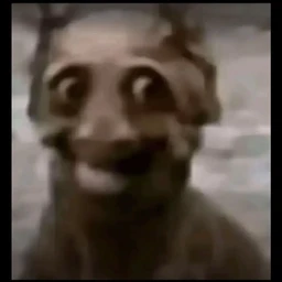 doo