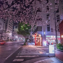 Sakura