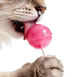 lolipop!