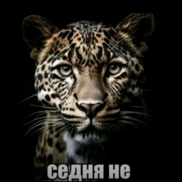 dagestan