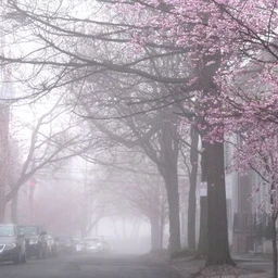 sakura