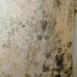 moldcore