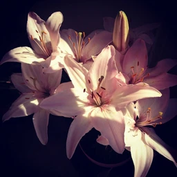lilies