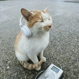 тусовки