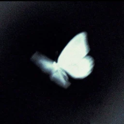 dont fly with me