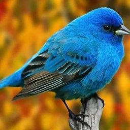 bird?