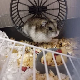 poletel