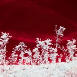 BLOOD