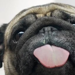 Tung