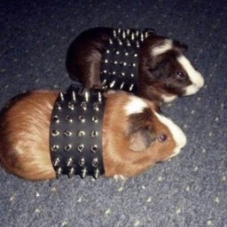 червь