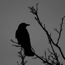 DARK