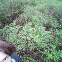 plohoi