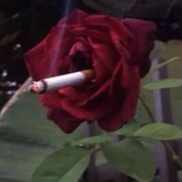 rose /w elyth