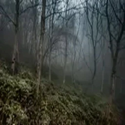 broken branches -400cent
