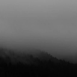 FOREST MOUNTIAN