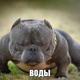chto ona poet?