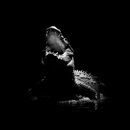 🏴‍☠ «CROC»