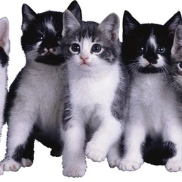 kitten