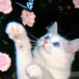 fleur