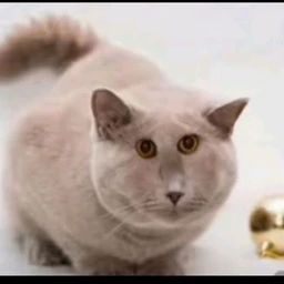 LILDANIL