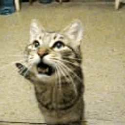 MEOW