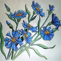 ВАСИЛЬКИ