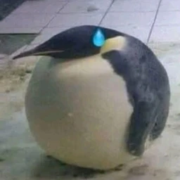 тибет