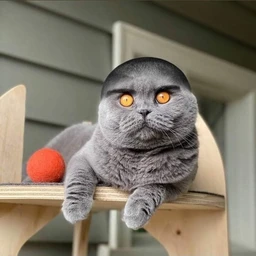 domiki