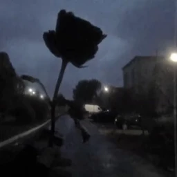 роза
