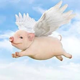 angel pig