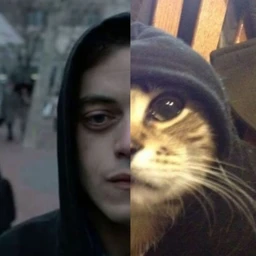 under cat