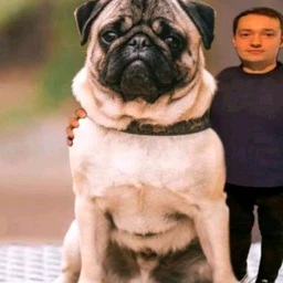 Gromko
