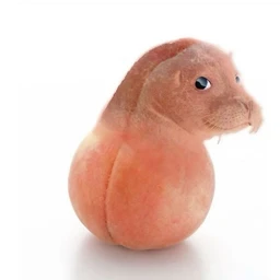 грибы