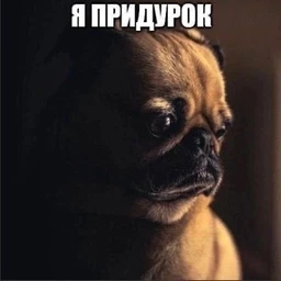 pridurok