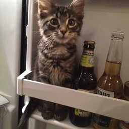 stalker