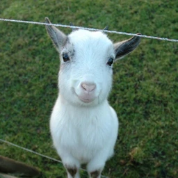 g.o.a.t