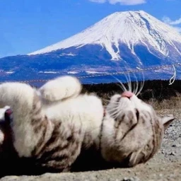 неважно вщ