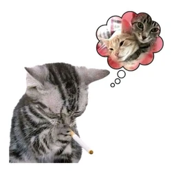 KITTEN