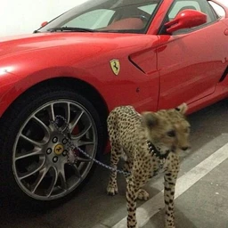 ferrari