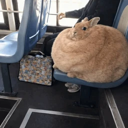 VELO